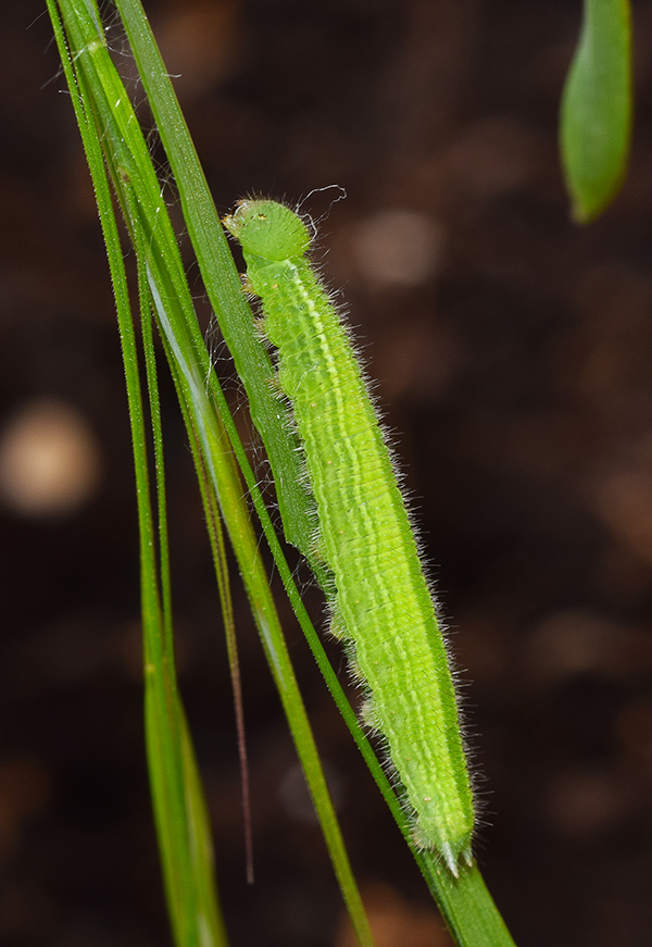 Pararge aegeria - Nymphalidae Satyrinae